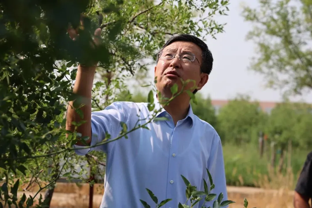 郭新民调研酸枣产业